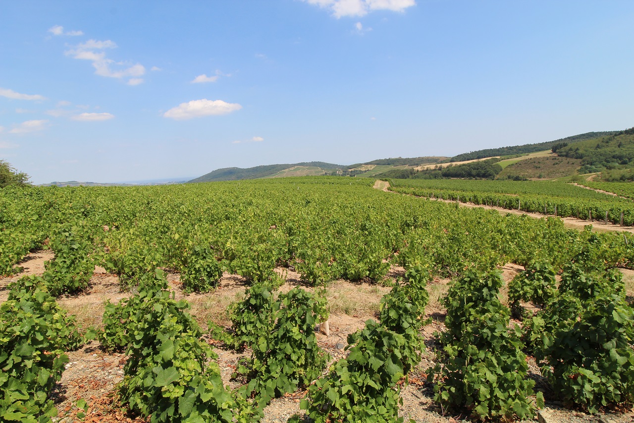 Photo de vigne