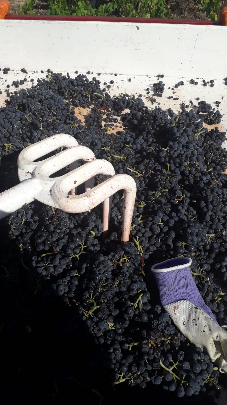 Photo des vendanges