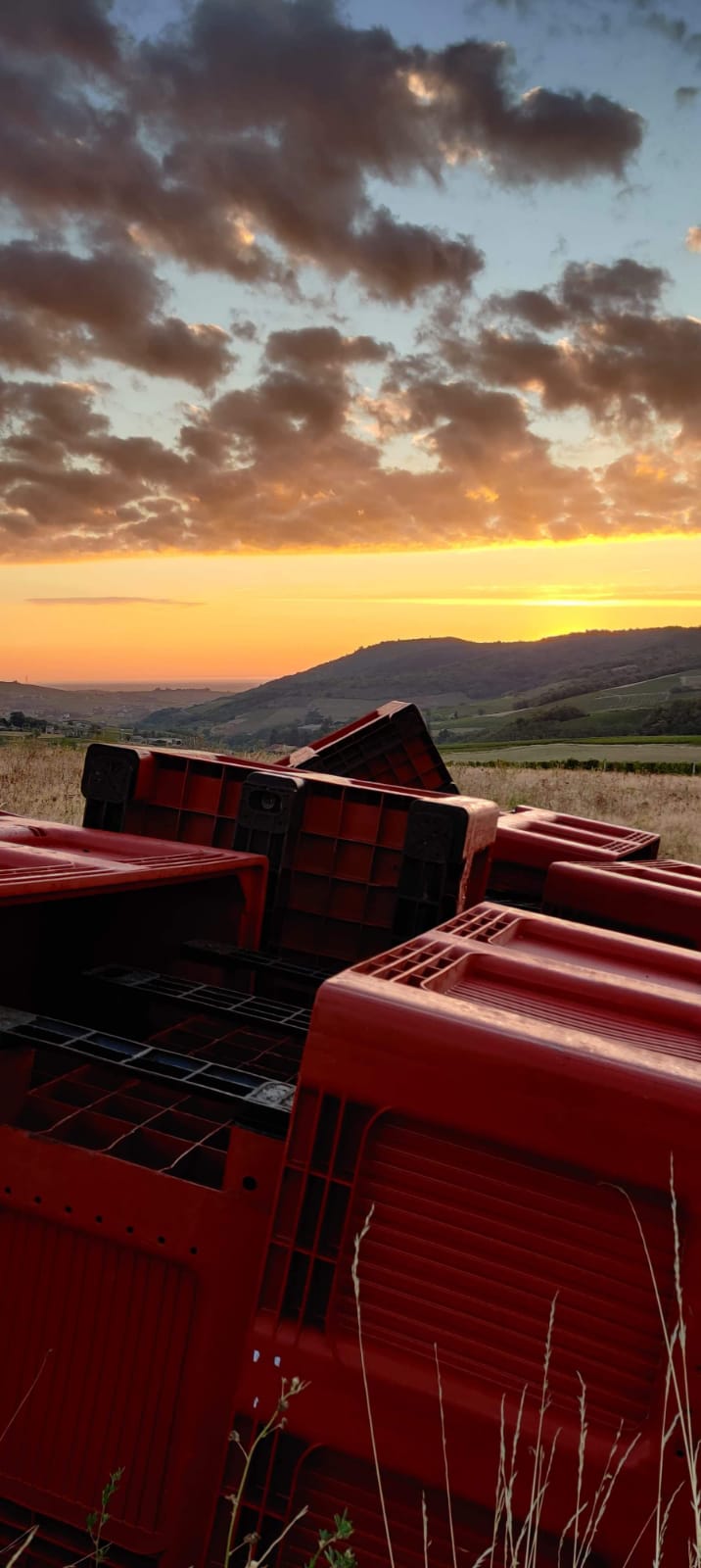 Photo dde coucher de soleil sur les vignes
