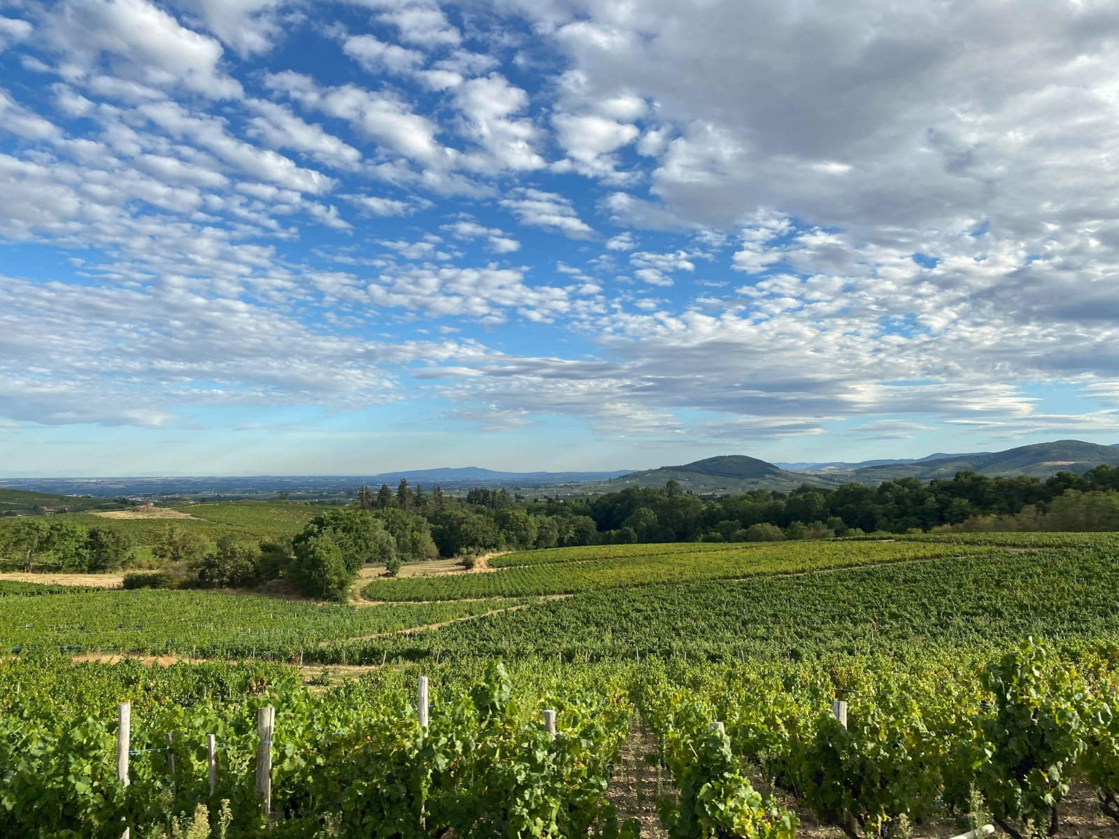 Photo de vignes